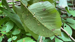 Caryomyia inclinata