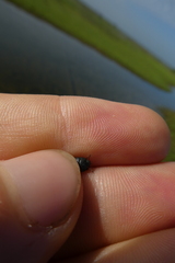 Coleoptera