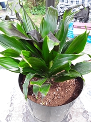 Dracaena fragrans compacta
