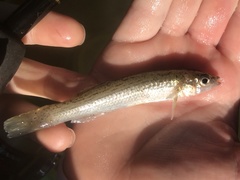 Fundulus catenatus