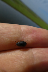 Coleoptera