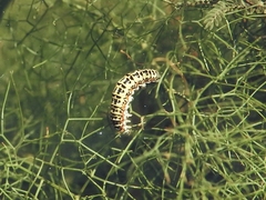 Papilio saharae rathjensi