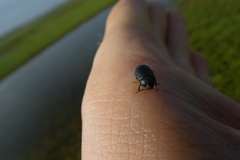 Coleoptera
