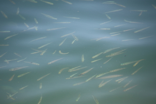 Sand Smelt