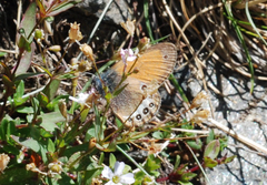 Coenonympha gardetta