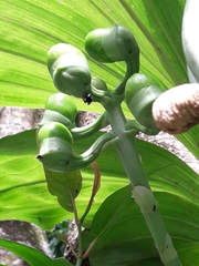 Catasetum integerrimum