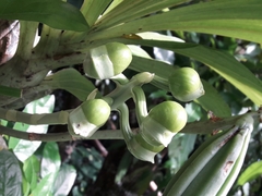 Catasetum integerrimum
