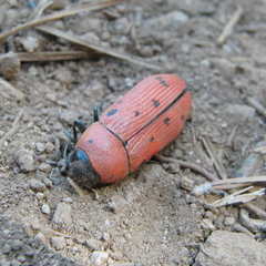 Buprestis sanguinea