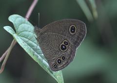 Ypthima nikaea