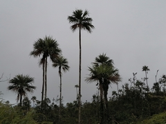 Colpothrinax aphanopetala