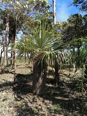 Colpothrinax aphanopetala