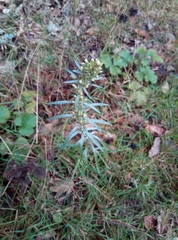 Omalotheca sylvatica