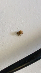 Niptus hololeucus