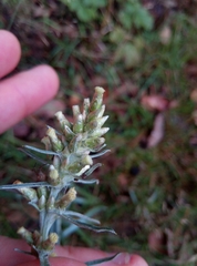 Omalotheca sylvatica