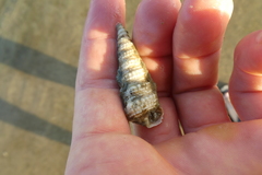 Gastropoda