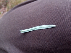 Omalotheca sylvatica