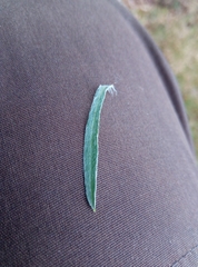 Omalotheca sylvatica