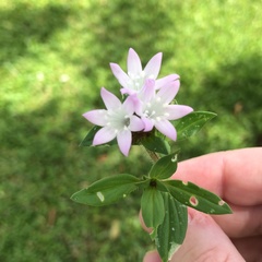 Richardia grandiflora