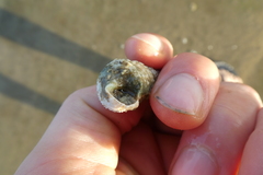 Gastropoda