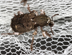 Aesiotes leucurus