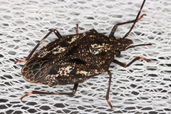 Aglaophon variegatus