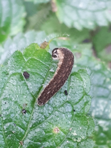 Common Green-Tenthredo