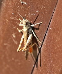 Chorthippus maritimus