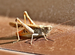 Chorthippus maritimus