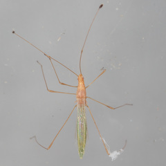 Metacanthus multispinus