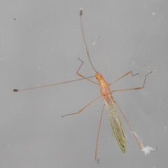 Metacanthus multispinus