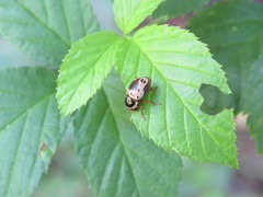 Cryptocephalus mutabilis