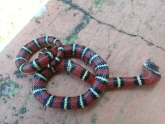 Lampropeltis polyzona