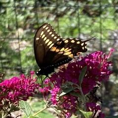 Papilio polyxenes