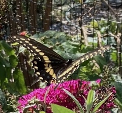 Papilio polyxenes