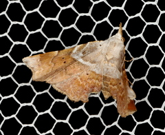 Esthlodora versicolor