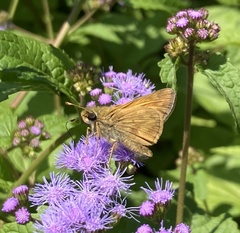 Atalopedes campestris