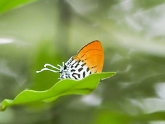 Drupadia ravindra moorei