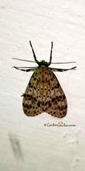 Eucereon myrina