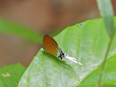 Eooxylides tharis distanti