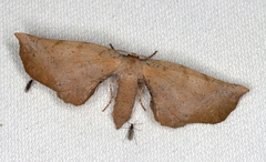 Parepisparis multicolora