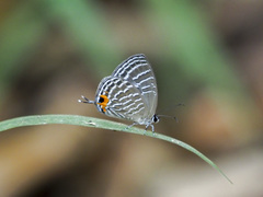 Jamides celeno aelianus