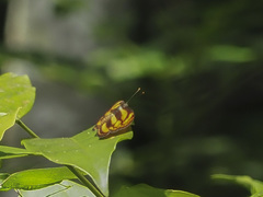 Lasippa tiga siaka