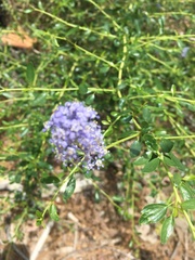 Ceanothus parvifolius
