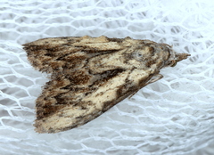 Nola pleurochorda