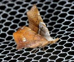 Esthlodora versicolor