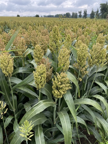 Sorghum bicolor