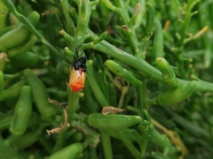 Eurydema herbacea