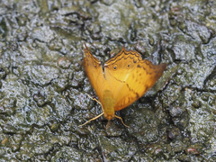 Vindula dejone erotella