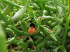 Eurydema herbacea