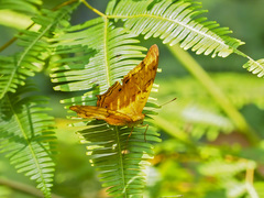 Vindula dejone erotella